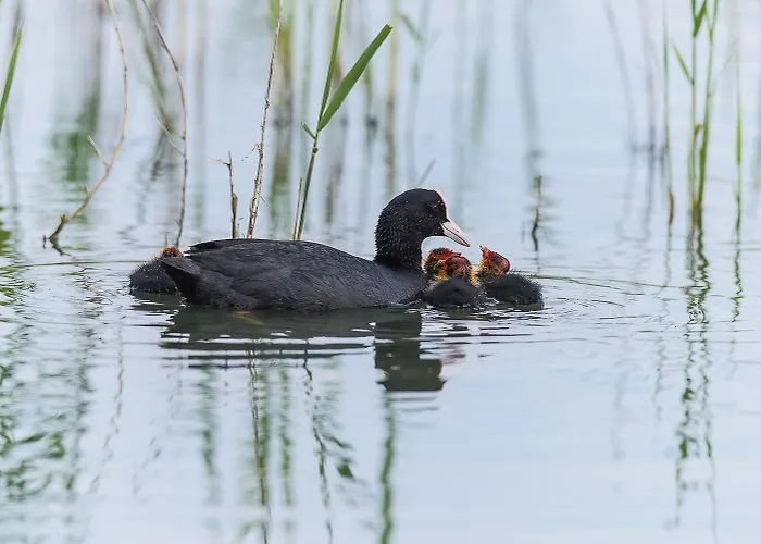 Brennero * Rosolina Mare
