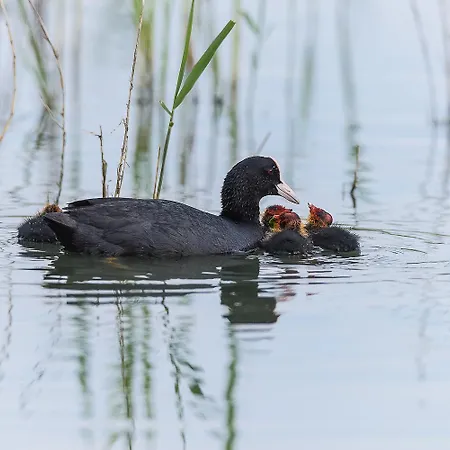 Brennero * Розолина-Маре