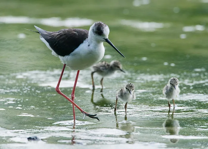 Brennero וילה רוסולינה מארה
